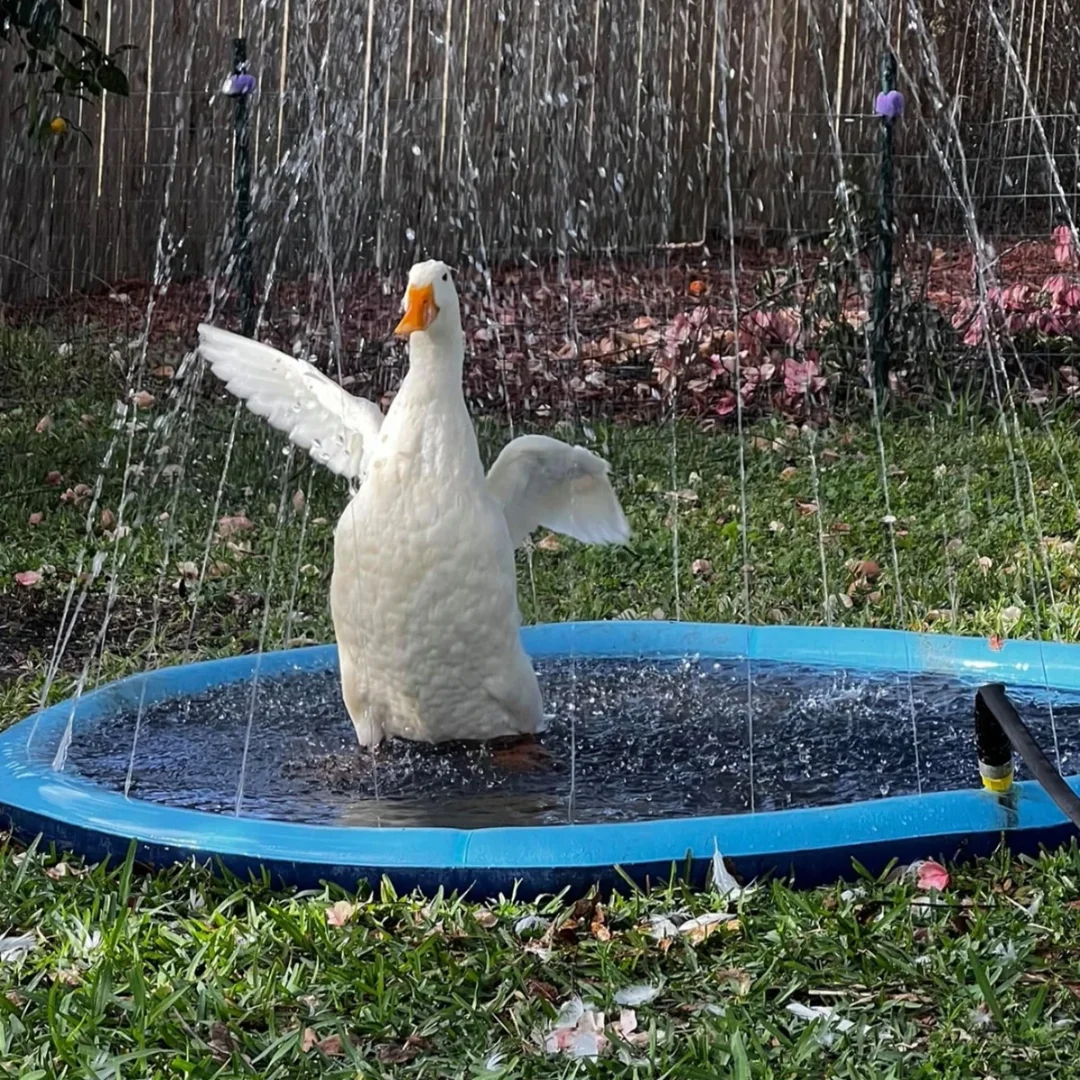 TheHappyPaws™ Summer Pet Swimming Pool